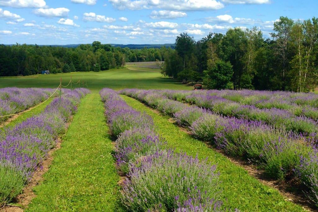 Magog Lovely Vacation Home Bagian luar foto